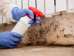 Best Black Mold Removal in Leesport, PA